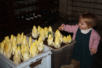 Chicons cultivés en cave