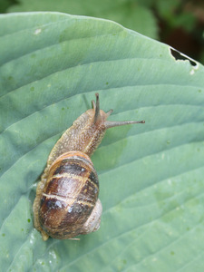 que dit un escargot quand il rencontre une limace