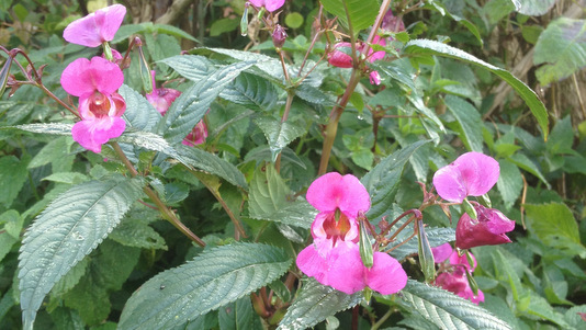 Balsamine de l'Himalaya