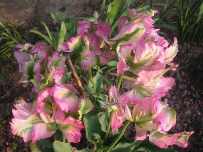 Tulipes "Perroquet"