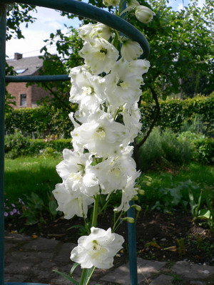 Delphinium blanc