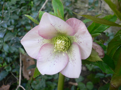 Hellébore rose
